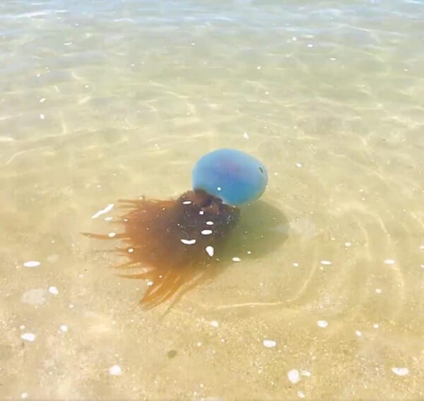 熊本県天草の海にホイミスライム出現！？目撃情報にSNS騒然