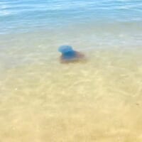 天草の海に出現したホイミスライムのようなクラゲ
