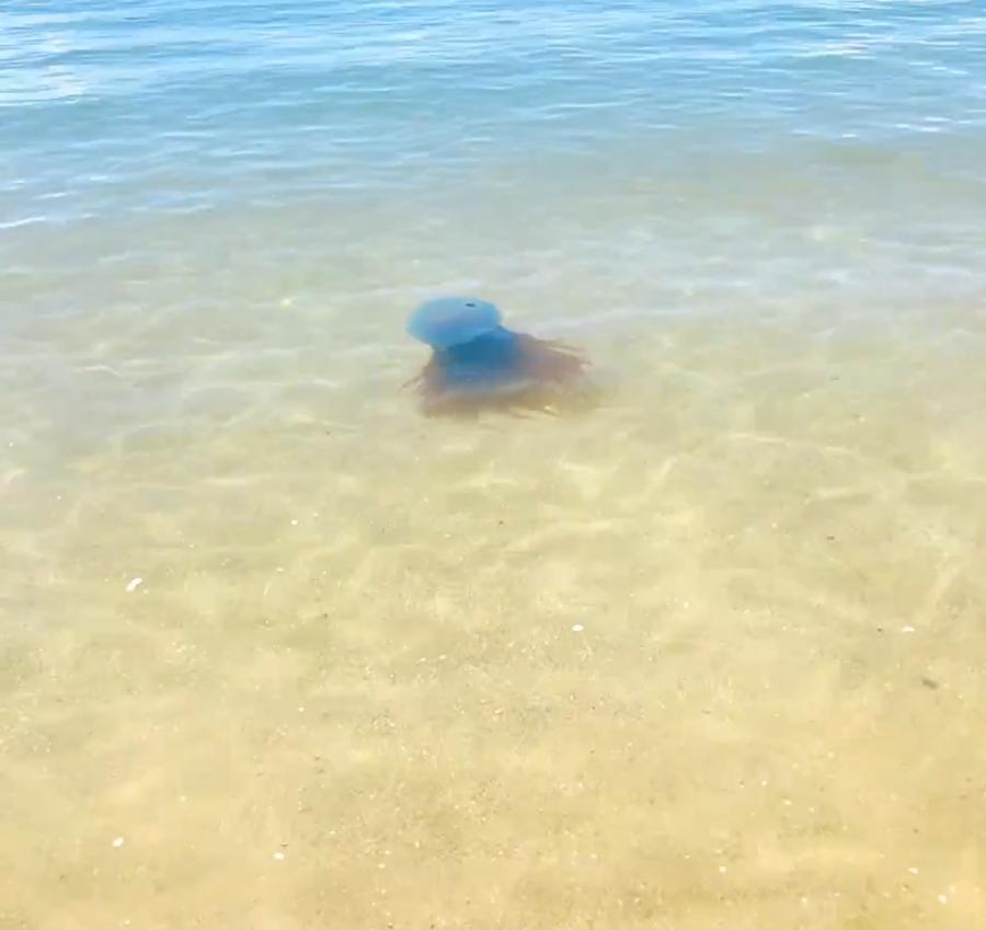 天草の海に出現したホイミスライムのようなクラゲ