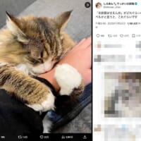 飼い主さんの腕を抱きまくら代わりに