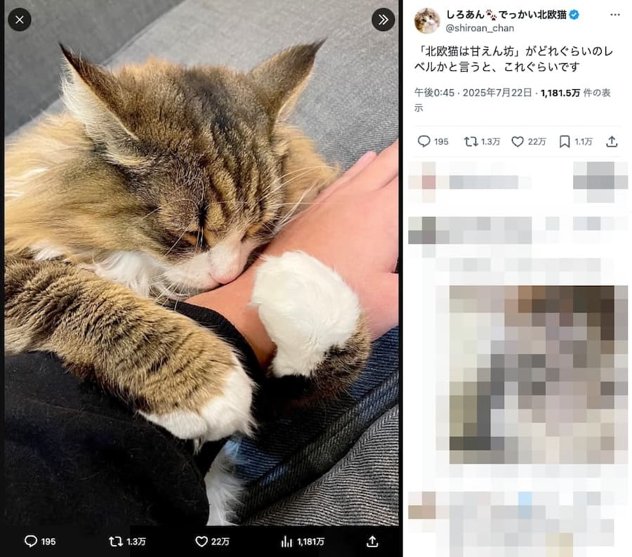 飼い主さんの腕を抱きまくら代わりに