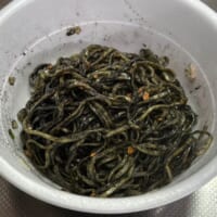 想像以上の黒さ