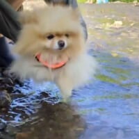 そーっと足を伸ばして……水が苦手なポメラニアンの犬かきチャレンジが愛おしい
