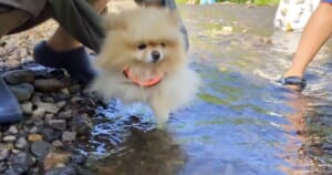 そーっと足を伸ばして……水が苦手なポメラニアンの犬かきチャレンジが愛おしい