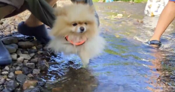 そーっと足を伸ばして……水が苦手なポメラニアンの犬かきチャレンジが愛おしい