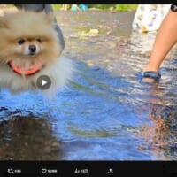 久しぶりの水遊び