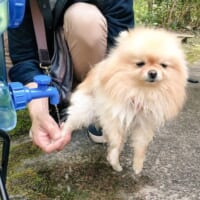 池に落ちたあとのぽぽちちゃん