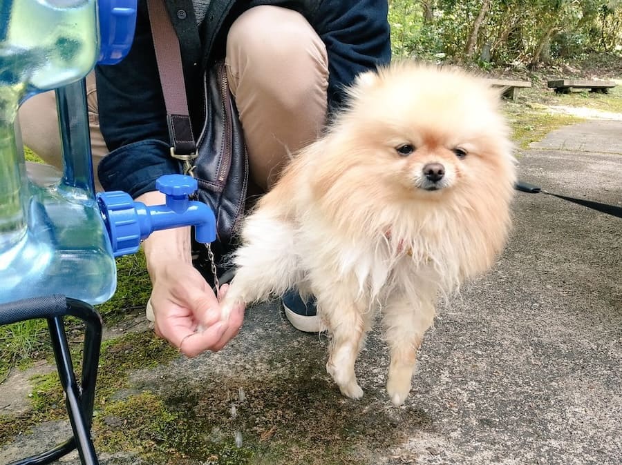 池に落ちたあとのぽぽちちゃん