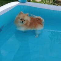 浅いプールに浸かるぽぽちちゃん