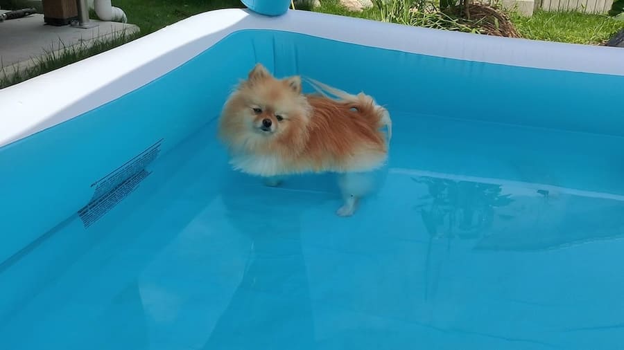 浅いプールに浸かるぽぽちちゃん