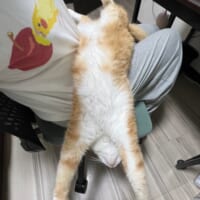 膝の上から落ちそうで落ちない猫　自由奔放な動きに飼い主もびっくり