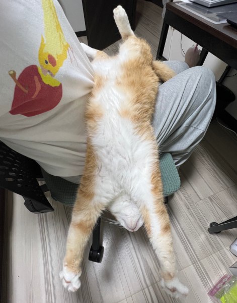 膝の上から落ちそうで落ちない猫　自由奔放な動きに飼い主もびっくり