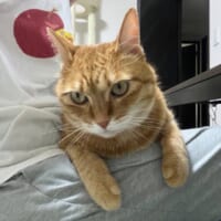 兄弟猫のカイちゃん