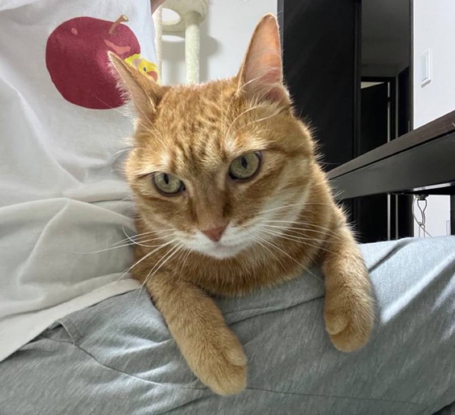 兄弟猫のカイちゃん