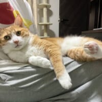 飼い主さんの膝の上に乗るクウちゃん