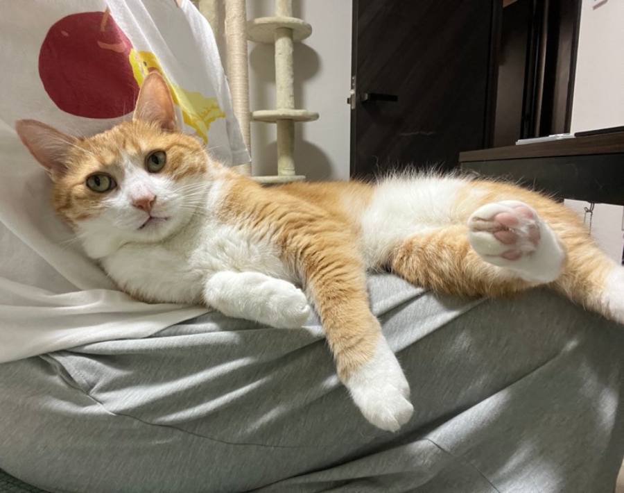 飼い主さんの膝の上に乗るクウちゃん