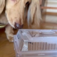 昆虫に興味津々のらいらちゃん
