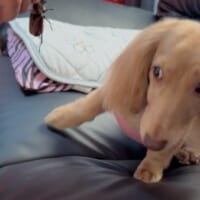 「無理無理無理!」初めて近くで見るカブトムシに慌てるワンちゃん