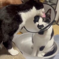 エリザベスカラーの妹猫を気遣う兄猫　心あたたまる光景がXで話題