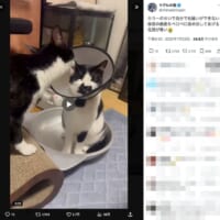 妹のために顔をペロペロ