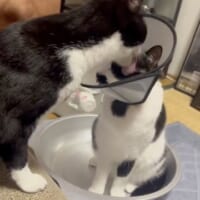 丹念になめる兄
