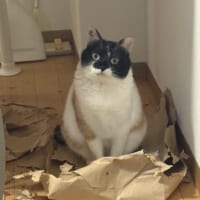 すべてが許される猫の“きょとん顔”に悶絶　紙袋を破っても「かわいいからヨシ！」