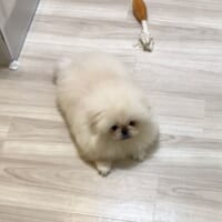 食欲をそそる?ワンちゃんの伏せ姿がまるで「切り餅」