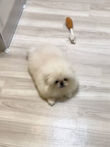 食欲をそそる？ワンちゃんの伏せ姿がまるで「切り餅」