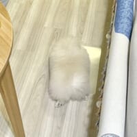 日を追うごとに増す切り餅感