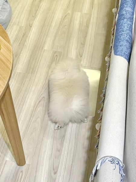 日を追うごとに増す切り餅感