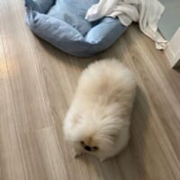 日を追うごとに増す切り餅感