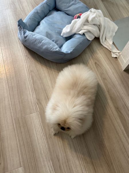日を追うごとに増す切り餅感