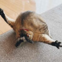両足を大きく広げて毛づくろい　猫の衝撃ポーズに「芸術点高い」の声