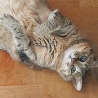 普段のまるぴちゃん