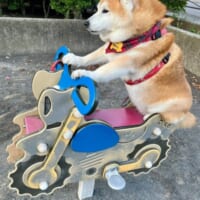 まるでベテランライダー　バイク型遊具で貫禄を見せる柴犬