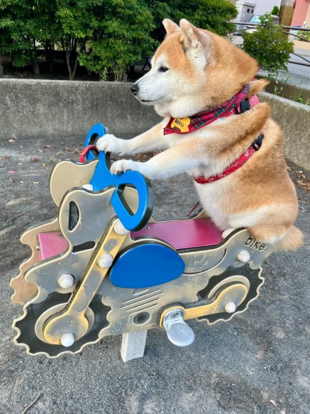 まるでベテランライダー　バイク型遊具で貫禄を見せる柴犬