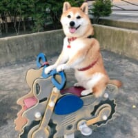 およそ7年前にまるちゃんが同じ遊具に乗った時の写真