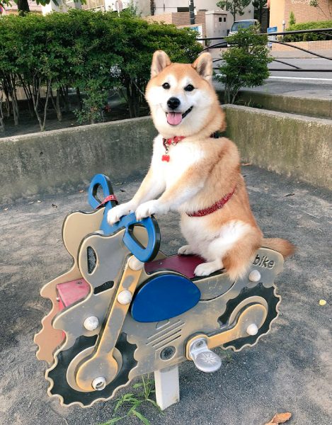 およそ7年前にまるちゃんが同じ遊具に乗った時の写真