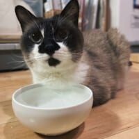 いったいなぜ……？胸元の毛だけ水に浸してたたずむ猫ちゃん