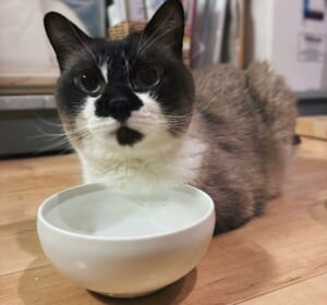 いったいなぜ……？胸元の毛だけ水に浸してたたずむ猫ちゃん