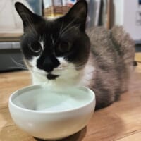 胸毛を水に浸すもいちゃん