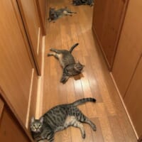 まるで連続写真？　廊下に「落ちている」4匹の猫に癒やされる