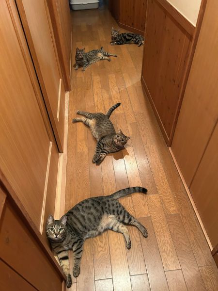 まるで連続写真？　廊下に「落ちている」4匹の猫に癒やされる