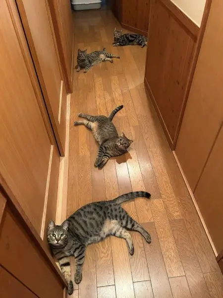 まるで連続写真？　廊下に「落ちている」4匹の猫に癒やされる