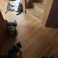 廊下でくつろぐ光景はほかの投稿でも