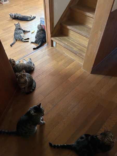 廊下でくつろぐ光景はほかの投稿でも