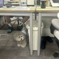 怒られたから隠れなきゃ…飼い主と出勤する社員犬、オフィスでの一幕