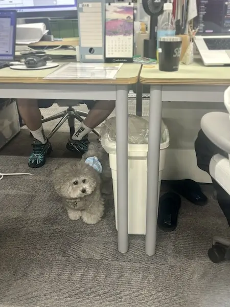 怒られたから隠れなきゃ…飼い主と出勤する社員犬、オフィスでの一幕