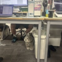 飼い主さんがまだ怖い？