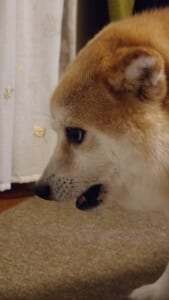 風でおしりを冷やす柴犬　“なんとも言えない表情”が話題に